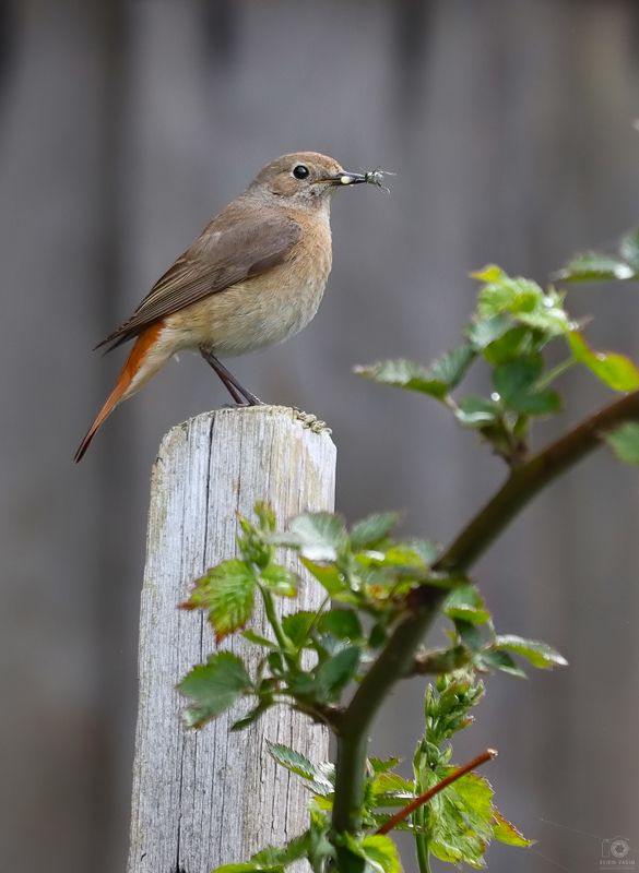 птица, животное, добыча, пища, насекомое, фотография, сад, огород, свирин вадим, 2021, bird, animal, prey, food, insect, photography, garden, vegetable garden, vadim svirin Птичий завтрак.photo preview