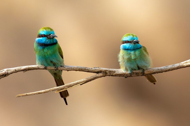 Радужная щурка фото превью