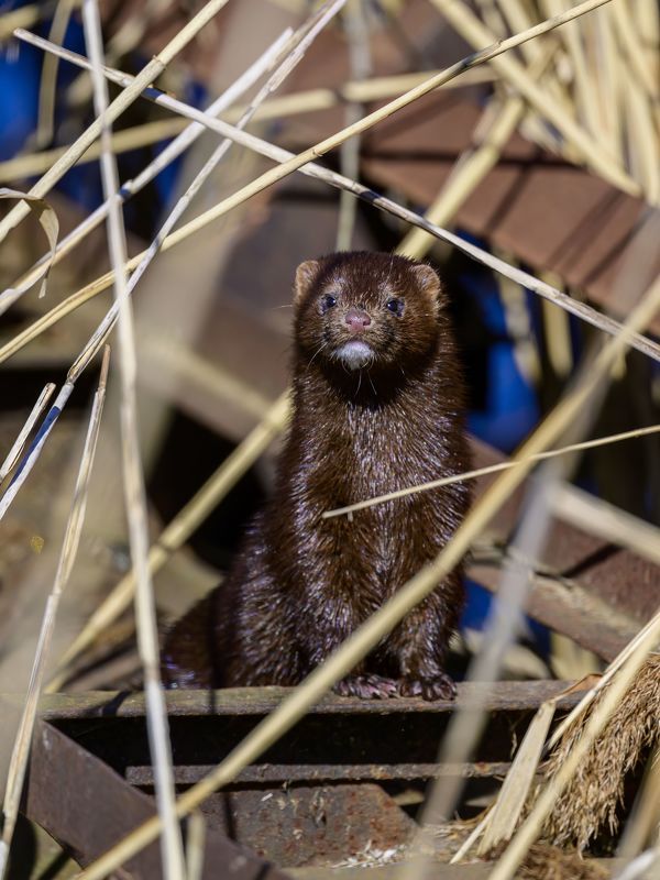 Норка. Московская область.photo preview