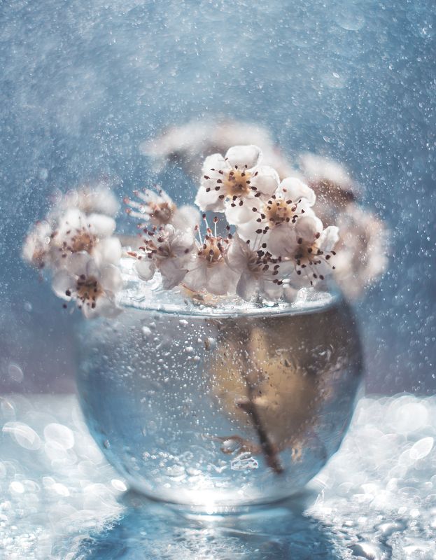 Боярышникphoto preview