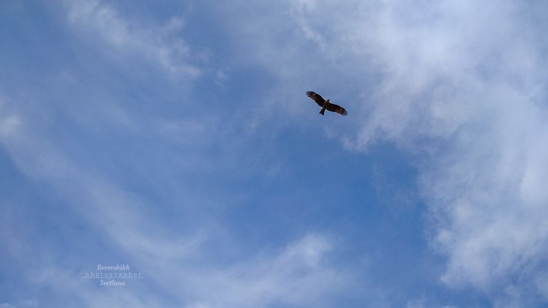 пейзаж, природа, коршун, небо, фото на телефон Коршунphoto preview