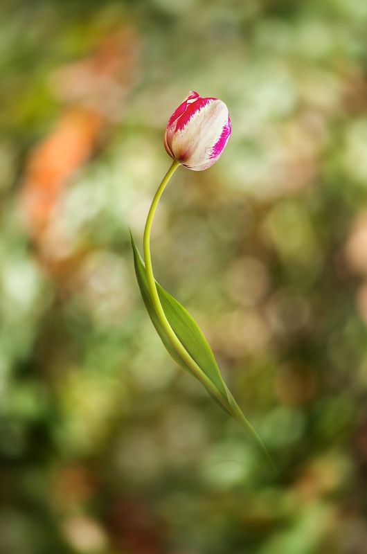 bokeh, color, colors, concept, conceptual, digital, digital art, editing, elegance, flower, flowers, green, nature, outdoor, photography, tulip, Sheer Elegancephoto preview