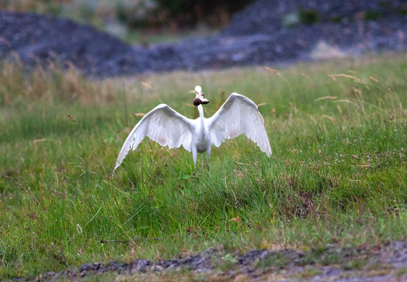 цапля, охота, ласка, казахстан, птица, крылья photo preview