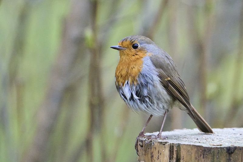 Animals. Robin.photo preview