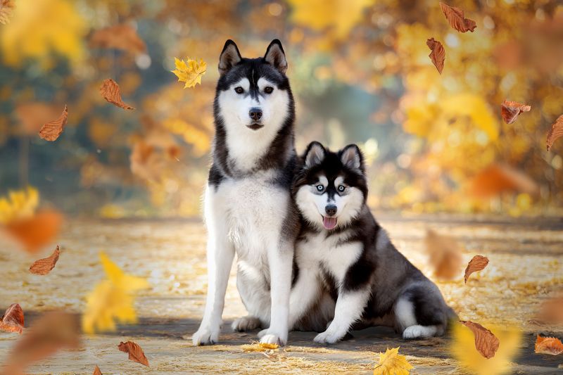 Хаски и Помскиphoto preview