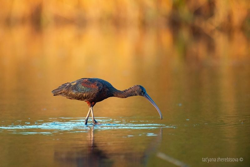 Каравайкаphoto preview