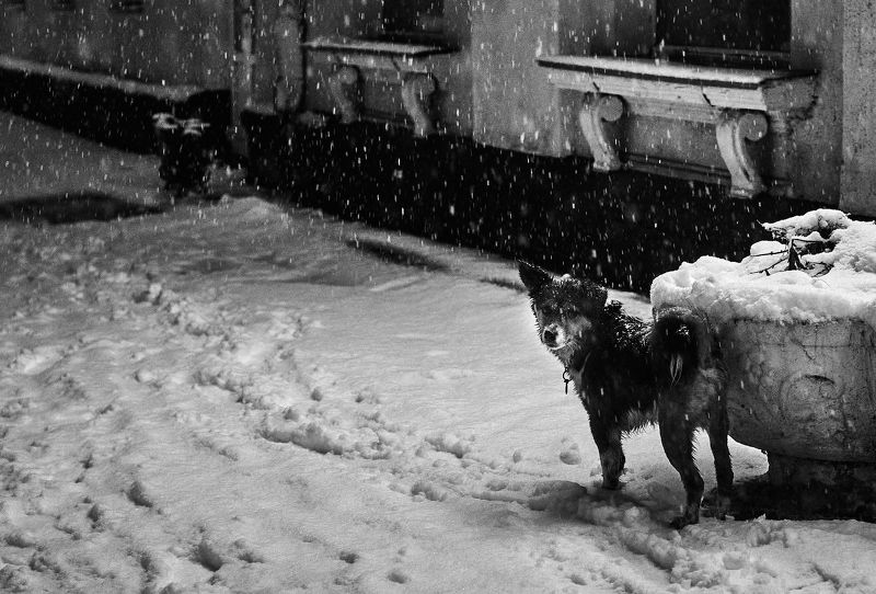 Вечер. Улица. Собака.photo preview