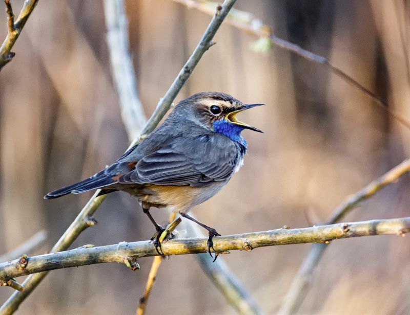птица, варакушка, самец, Варакушка.photo preview