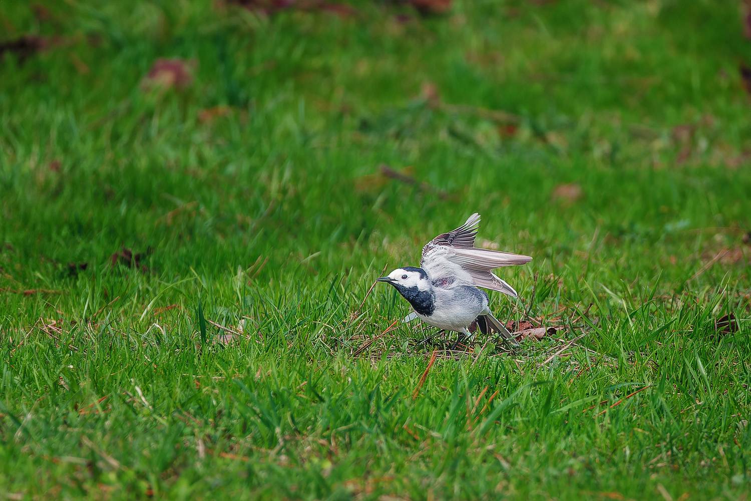 , Загруев Михаил