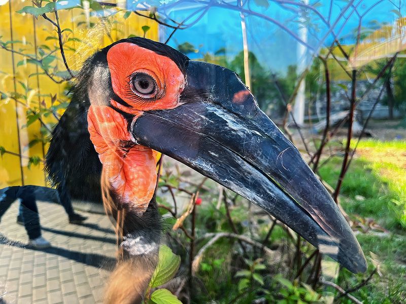 * фото превью