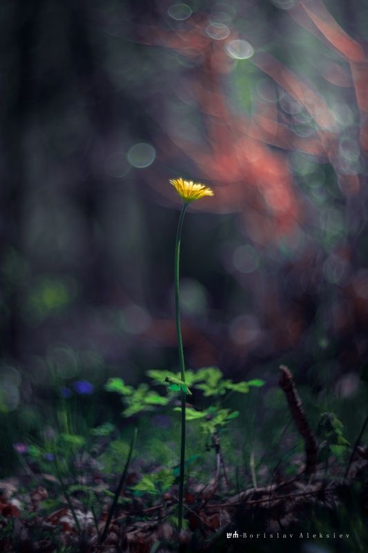 flower,yellow,green,light,bokeh,nature, Yellow фото превью