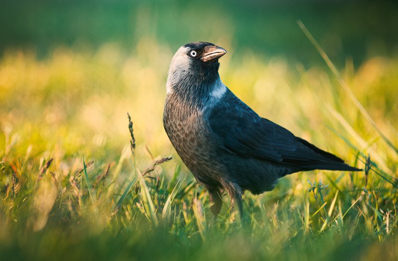 wildlife, nature, bird Corvus monedulaphoto preview