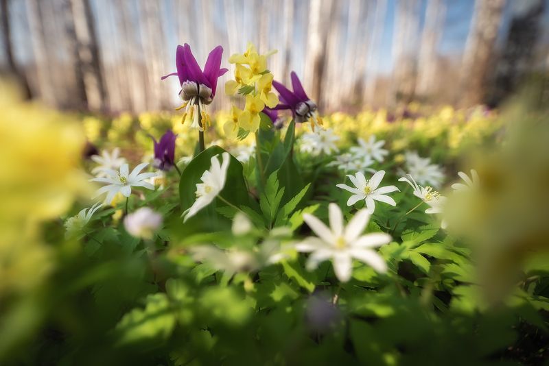 алтайский край, тогульский район, черневая тайга, кандыки, ветреницы, хохлатки, первоцветы, эфемероиды, салаир, присалаирье, весеннее цветение, весенний алтай Цветочный водоворот фото превью