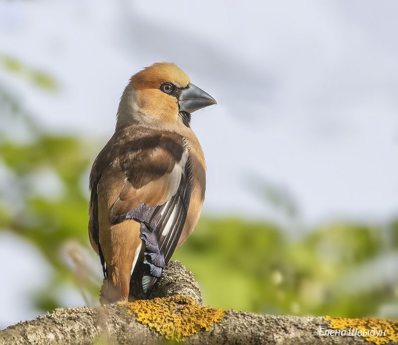 bird of prey, animal, birds, bird,  animal wildlife, nature, animals in the wild, дубонос, hawfinch, птицы, птица Дубоносphoto preview