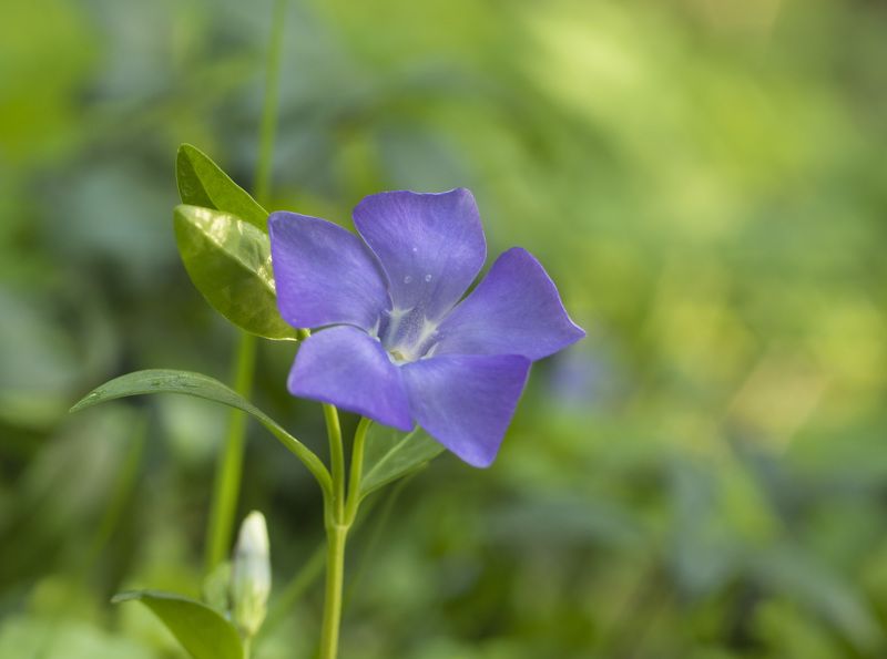 Барвинок (фиалка ведьм)photo preview