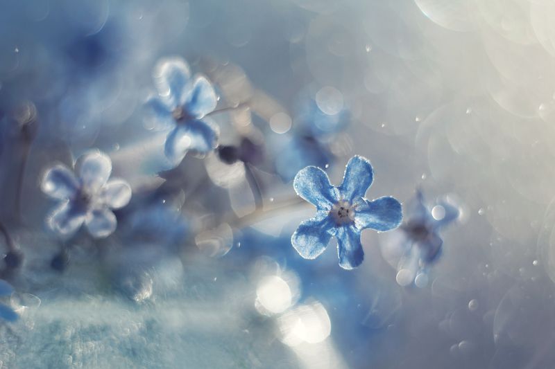 Незабудкиphoto preview