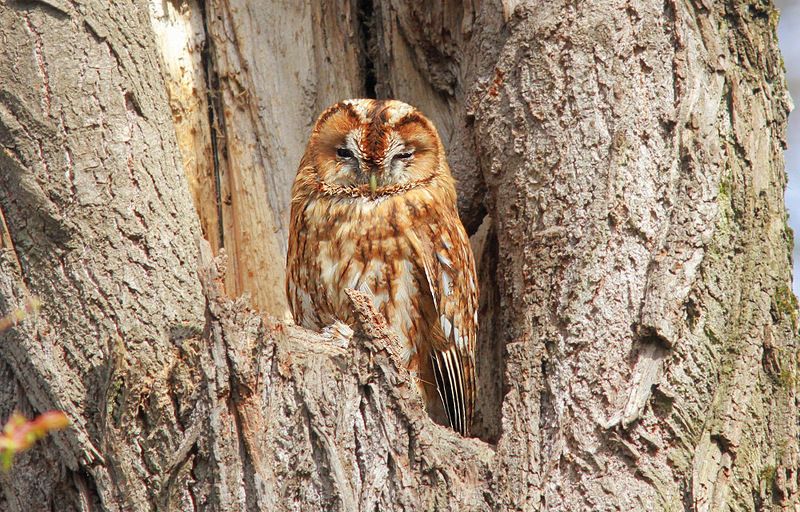 Рыжухаphoto preview