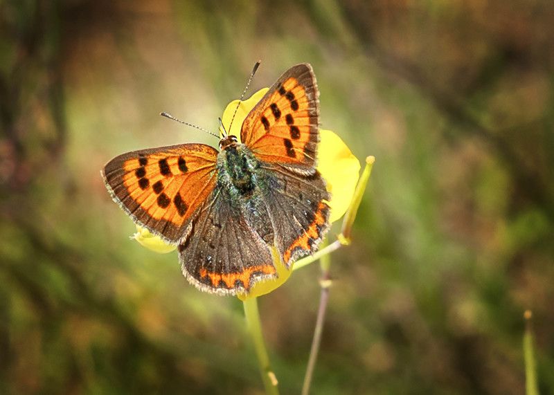 Бабочка-красавица...photo preview