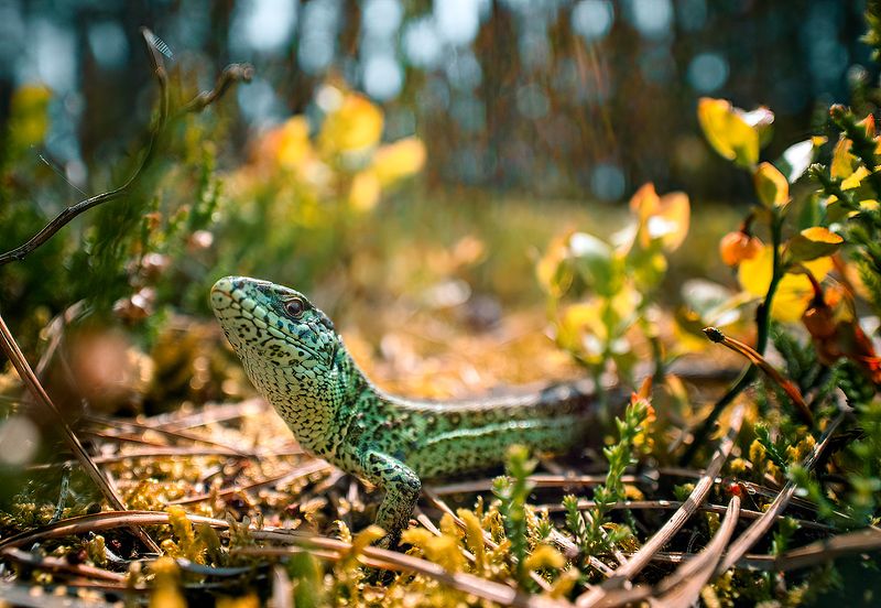 wildlife, macro, lizard, nature Sand lizardphoto preview