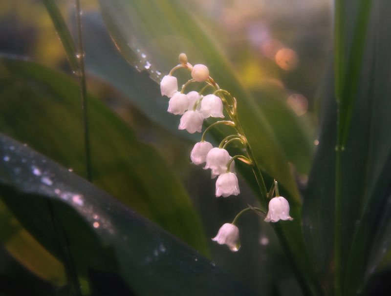 Утренний ландышphoto preview