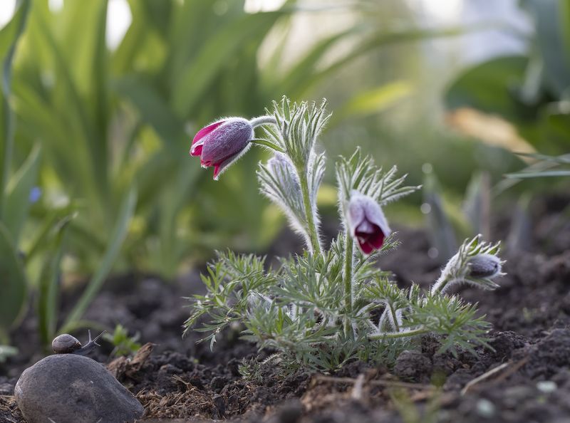 сон-трава, улитка, весна, утро Сон-трава...photo preview