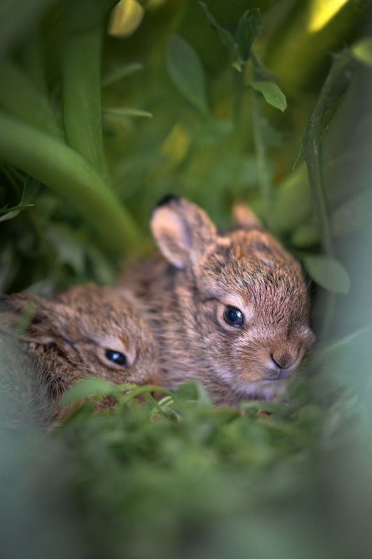 Зайчата в листьях тюльпановphoto preview
