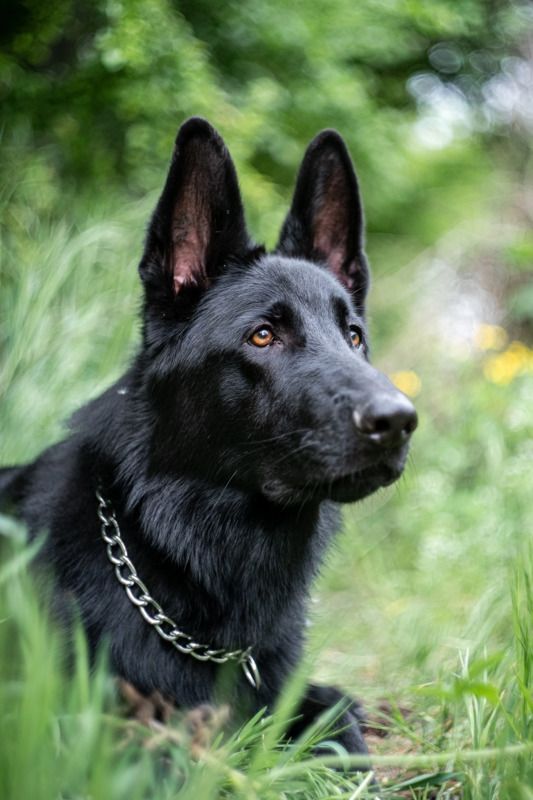 домашние животные, немецкая овчарка, друг, собака Блек Хантерphoto preview