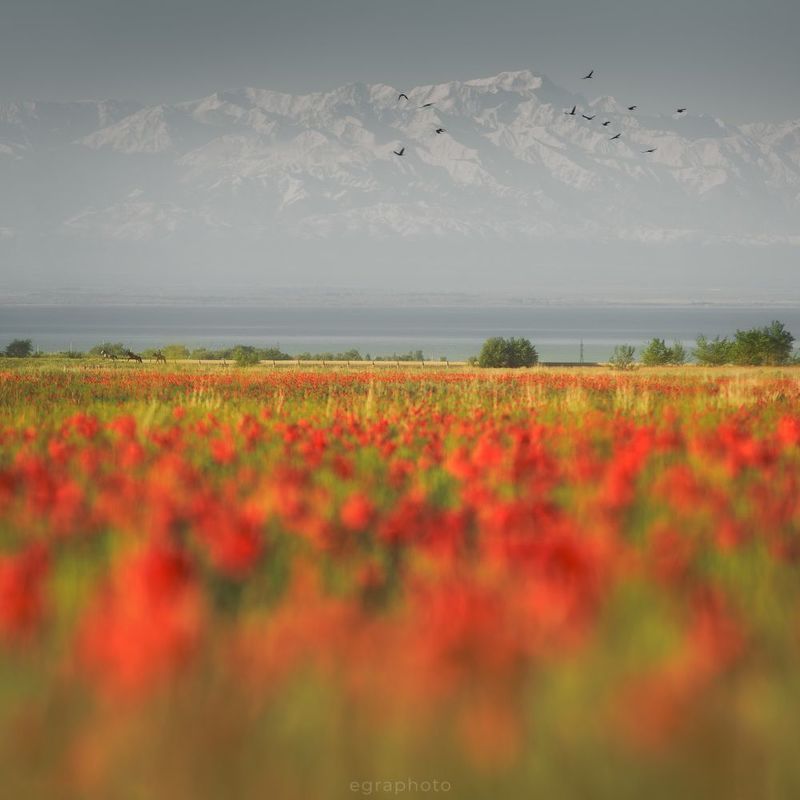 казахстан, маки Казахстан фото превью