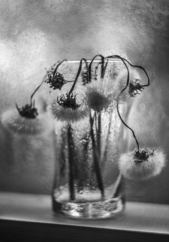 Одуванчикиphoto preview