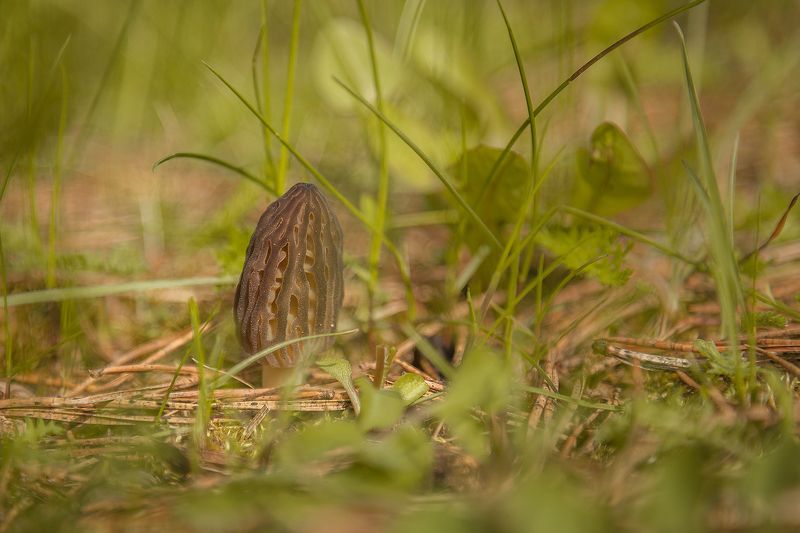 Космические существаphoto preview