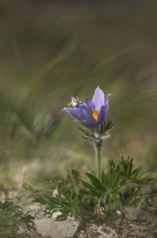 сонтрава, крым, макро, природа, crimea, nature Там, где сон-траваphoto preview