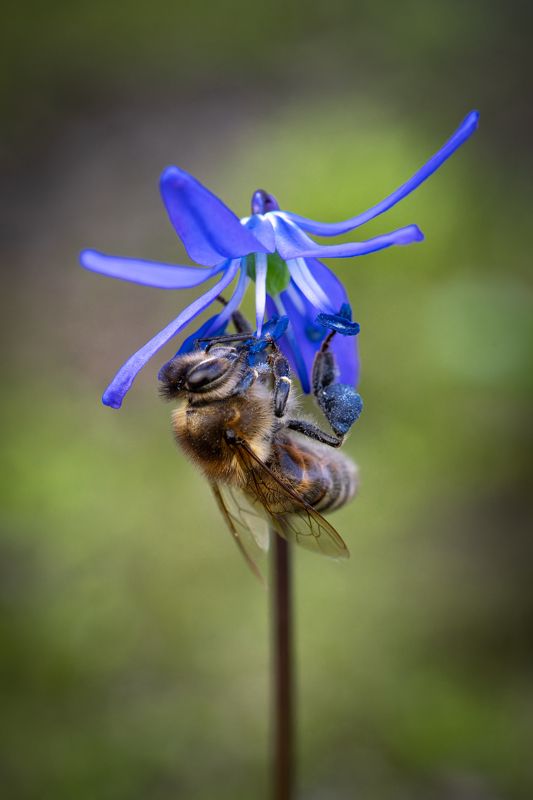 пчела,цветок, макро Пчелка фото превью