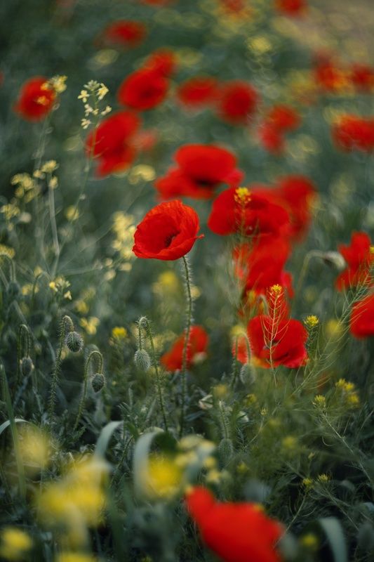 Эстетика макового апреля. фото превью