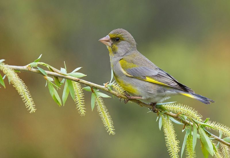 зеленушка,самец,ива,весна Зеленушкаphoto preview