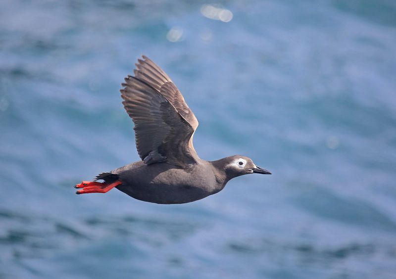 очковый чистик, татарский пролив Очковый чистикphoto preview