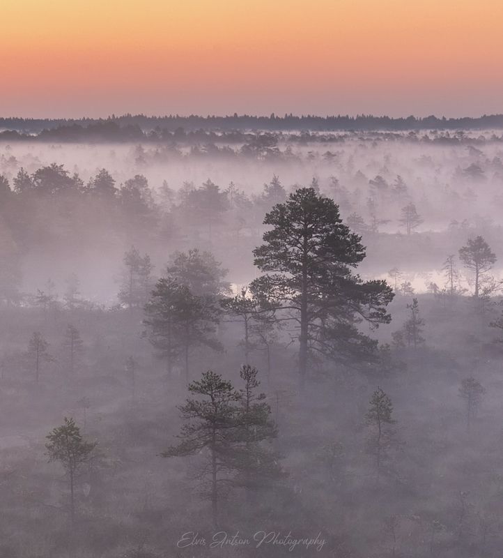 туманы, рассвет, болото, пейзаж, природа, elvisantson Сюжет из царства тишиныphoto preview