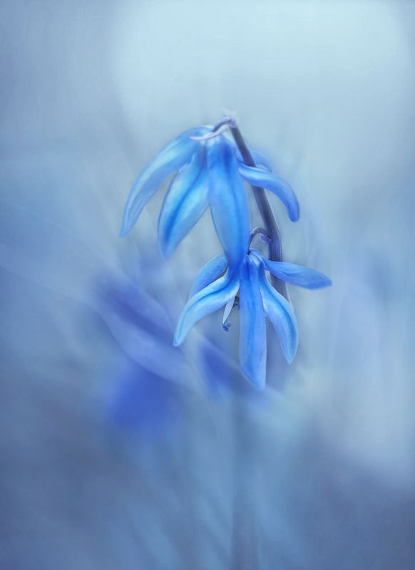 цветы, макро, мобильное фото *** фото превью