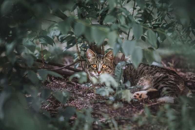 кот, кошка Замаскировавшийся котикphoto preview