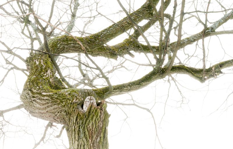 серая неясыть, липа, дупло, сова, Strix aluco Призракphoto preview