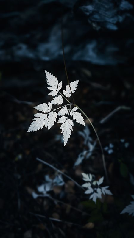 The White Leafphoto preview