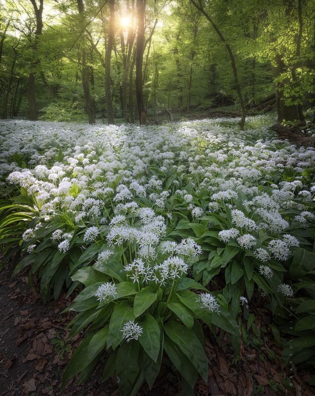 hungary, forest, lights, landscape, green, garlic, flowers Mysterious Forestphoto preview