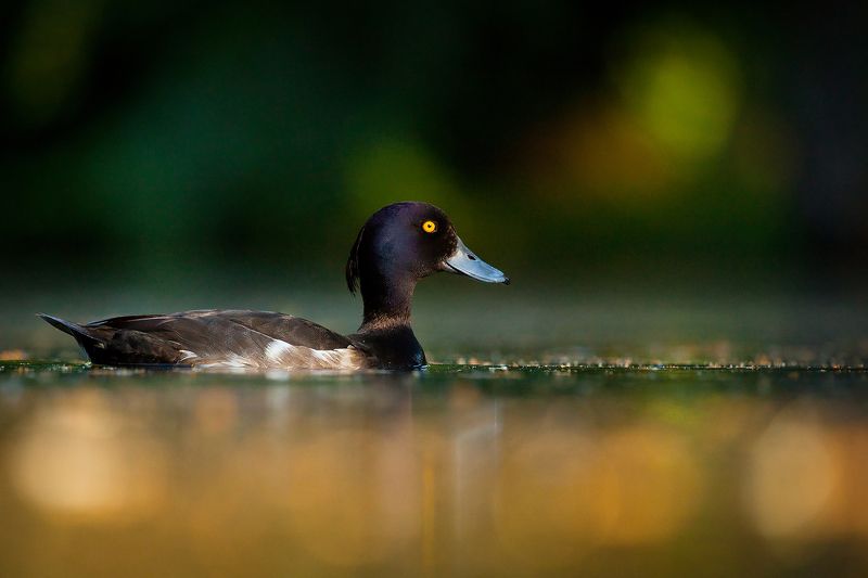 Tufted duckphoto preview
