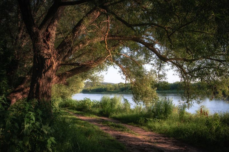 дерево, дорога, река Дорога у реки фото превью