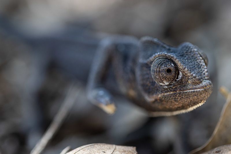 хамелеон фото превью