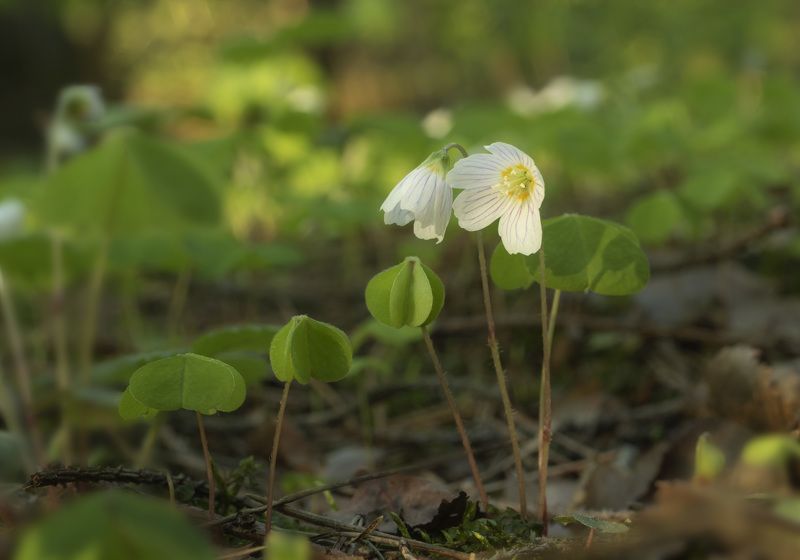 Весна в лесуphoto preview