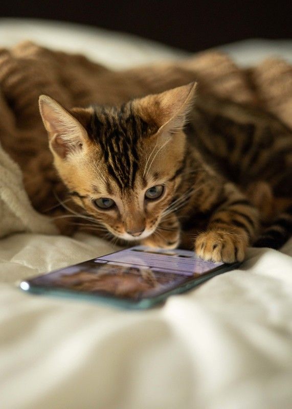 Я тебе поставлю лайк, лайк, лайк, лайк, лайк...photo preview