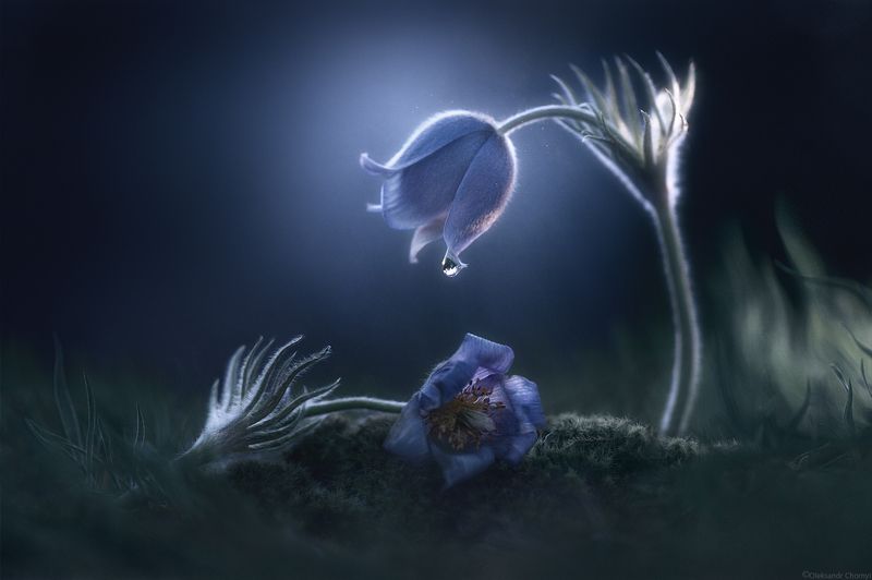 весна, макро истории, сон-трава, макро красота, волшебство, любовь, печаль, разлука, нежность, фотографчорный, сашачорный, Хрупка, как сон, Прекрасна, как мгновенье...photo preview