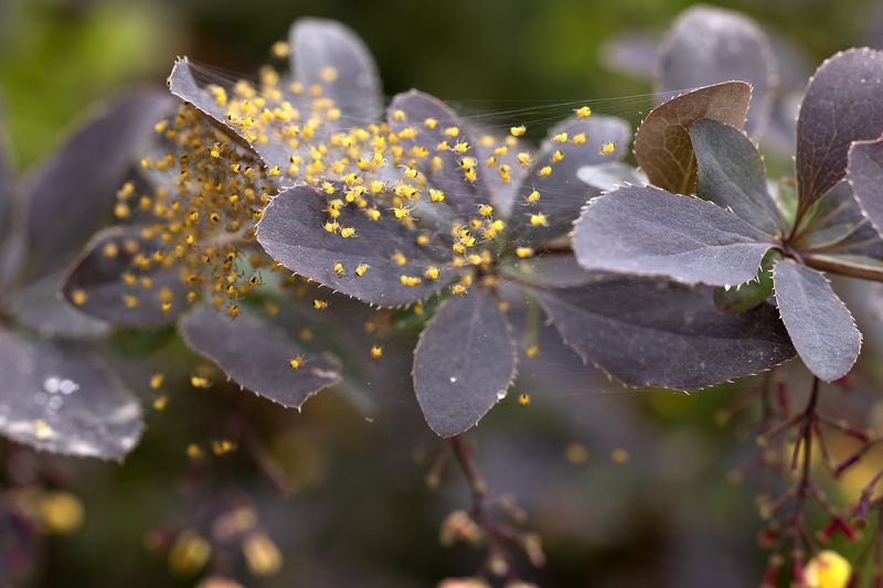 Паучкиphoto preview