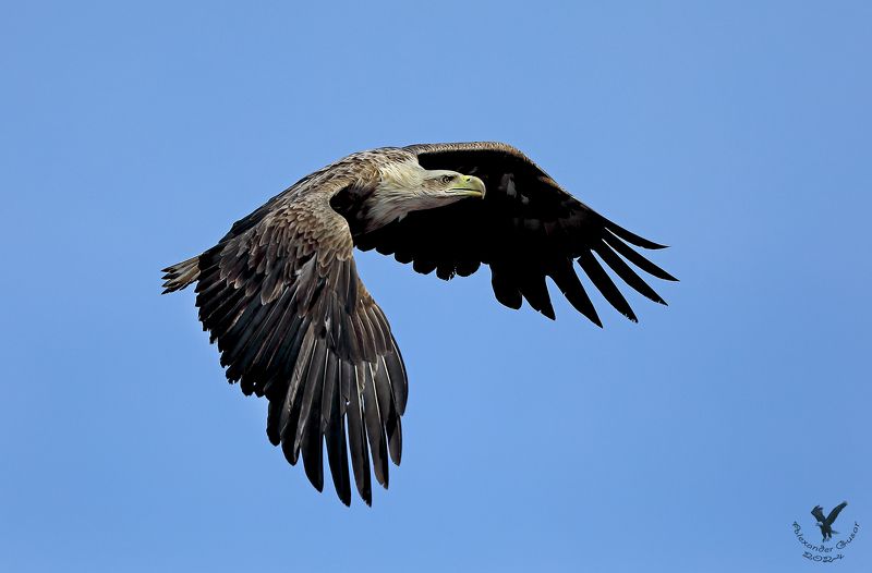 орлан белохвост. Повелитель неба.photo preview