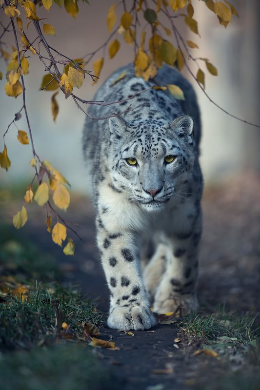 wild cat, snow leopard, animal, Trail Masterphoto preview